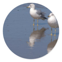 Seagulls At Ocean Beach In San Diego stickers