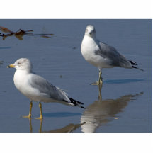 Seagulls At The Ocean Near Ocean Beach In San Dieg Photo Cutouts