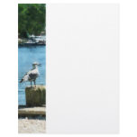 Seagulls at Tuckerton, NJ letterhead