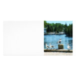 Seagulls at Tuckerton, NJ Photo Card Template