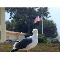 Seagulls Birds Flags photo sculptures
