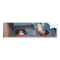 Seagulls Bumper Sticker