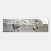 Seagulls, bumper sticker