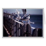 Seagulls Card