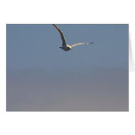 Seagulls Clouds Sky Greeting Card