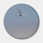 Seagulls Clouds Sky Magnets