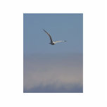 Seagulls Clouds Sky photo sculptures