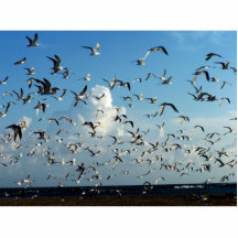 seagulls flying over beach photo sculpture