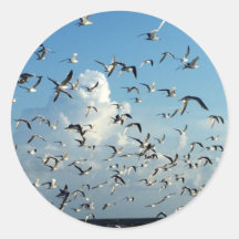 seagulls flying over beach stickers