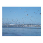 Seagulls flying over the ocean & shore post card