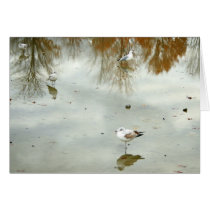 Seagulls cards