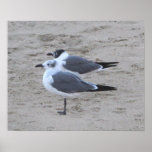 Seagulls in Asbury Park NJ Posters