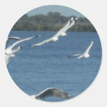Seagulls in Flight Stickers