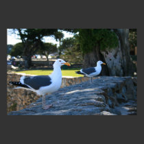Seagulls, Monterey posters