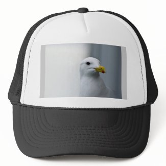 Seagulls Need Love Too Hats