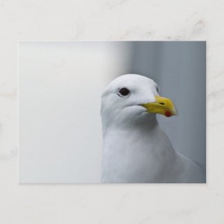 Seagulls Need Love Too Postcards