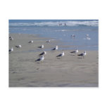 SEAGULLS ON THE BEACH postcards