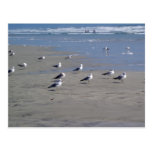 SEAGULLS ON THE BEACH postcards