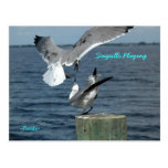 Seagulls playing Postcard