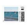 Seagulls