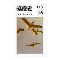 Seagulls postage by JLWinther Seagulls postage