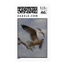 Seagulls postage