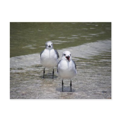 Seagulls Postcard by AngelasFocusedOnYou