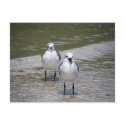 Seagulls postcards by AngelasFocusedOnYou Seagulls postcards