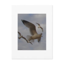 Seagulls Postcard