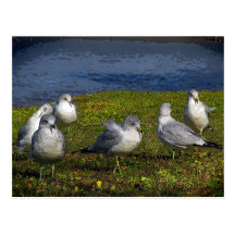 Seagulls Postcard