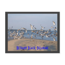 Seagulls Postcard, Bethany Beach, Delaware by MidnightAkita Seagulls Postcard, Bethany Beach, Delaware