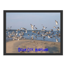 Seagulls Postcard, Ocean City, Maryland