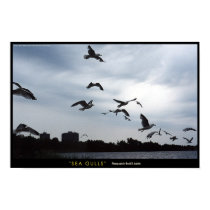 Seagulls posters