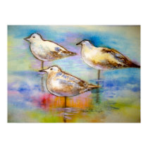 Seagulls - Poster posters
