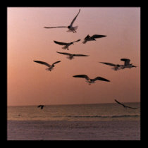 SEAGULLS posters