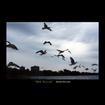 Seagulls posters