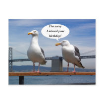 Seagulls talking post cards