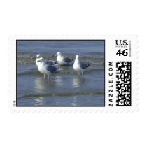 Seagulls Wading Surf Postage stamps