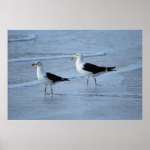 Seagulls waiting for the waves poster