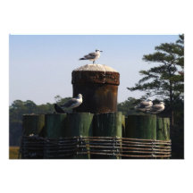 Seagulls - We Flock Together Invite