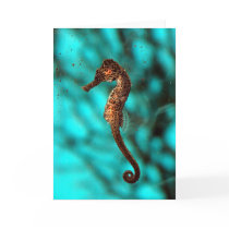 Seahorse Card