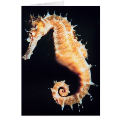 Seahorse - Hippocampus sp. Greeting Card by LisasLair