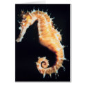 Seahorse - Hippocampus sp. cards
