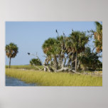 Seahorse Key Bird Rookery Print