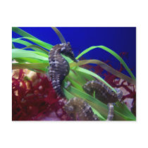 Seahorse postcards by JadeMonkey717 Seahorse postcards