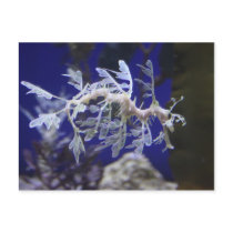 Seahorse postcards by ilvnacmtry Seahorse postcards