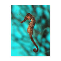 Seahorse Postcard by thehatch Seahorse Postcard
