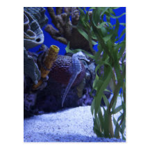 Seahorse Postcards
