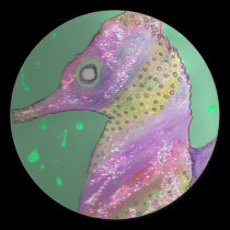 Seahorse stickers