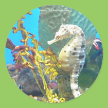 Seahorse stickers